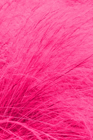 Hot Pink Long Grasses Waving in the Winds