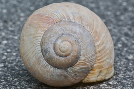 Detail of Conch snail (Helix pomatia). Clearly visible shell structure.