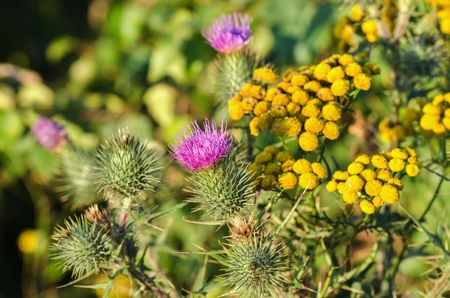 Flowering Thistle (Carduus crispus).の写真素材