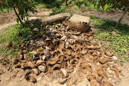 A pile of peeled coconut residues.の写真素材