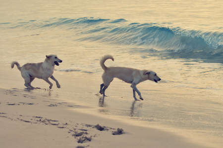 Dogs playing on the sea shore.