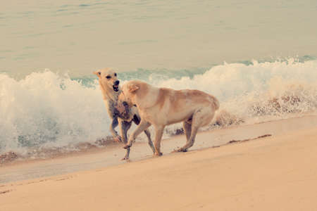 Dogs playing on the sea shore.
