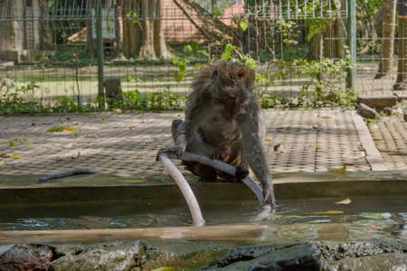 Macaque monkeys in the Monkey Forest of Bali.