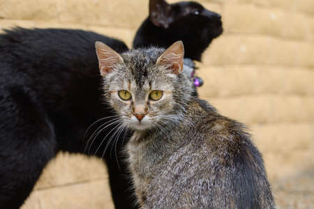 Gray and black domestic cat.
