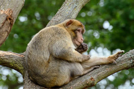 Magot macaque monkey (Macaca sylvanus) sitting on a tree.の写真素材