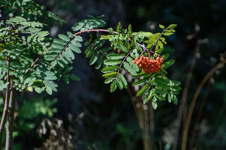 Ripe orange berries of rowan.の写真素材