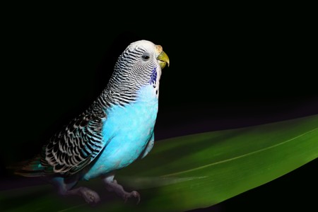 Parrot on a black background with a green leaf