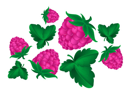 juicy sweet ripe berries raspberry on white backgroundのイラスト素材