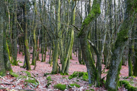 Dense bech and oak forest mit much moss in spring, near PrÃ¼m, Rheinland-Pfalz, Germany.の写真素材