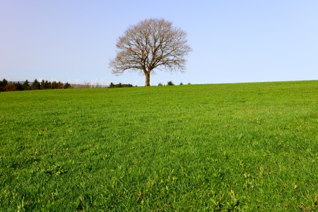 A lonely oak tree by city Pruem, Rheinland-Pfalz / Germanyの写真素材