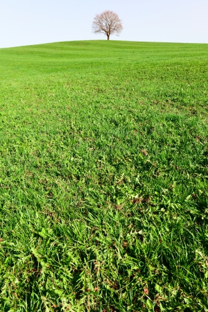 A lonely oak tree by city Pruem, Rheinland-Pfalz / Germanyの写真素材