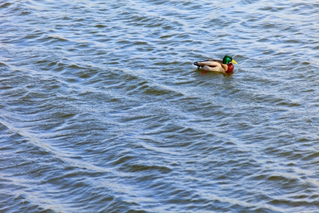 A wild duck  swimming on the river Moselle in Remich / Luxembourg. Adobe RGB.の写真素材