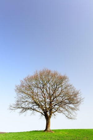 A lonely oak tree by city Pruem, Rheinland-Pfalz / Germanyの写真素材