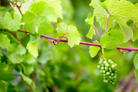 Vine plants with grape fruits by Saarburg, Rheinland-Pfalz, Germany, summerの写真素材