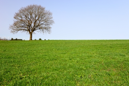 A lonely oak tree by city Pruem, Rheinland-Pfalz / Germanyの写真素材
