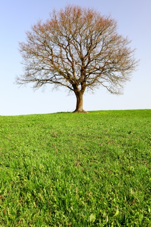 A lonely oak tree by city Pruem, Rheinland-Pfalz / Germanyの写真素材