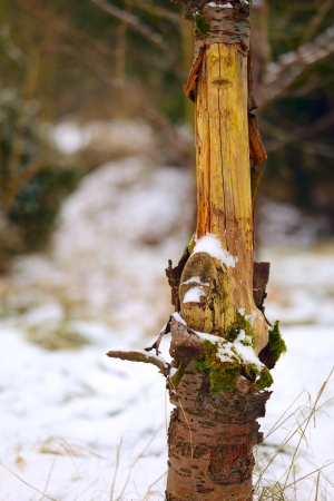 A old dry cherry tree in a garden, winter 2009/10, Saarland / Germanyの写真素材