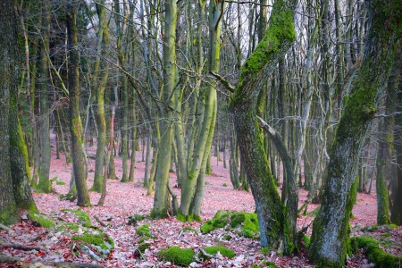 Dense bech and oak forest mit much moss, misty day, spring, near Pruem, Rheinland-Pfalz, Germany.の写真素材