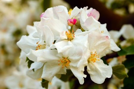 Close up of apple flowers in the warm evening sun, spring, by Beckingen, Saarland Germanyの写真素材