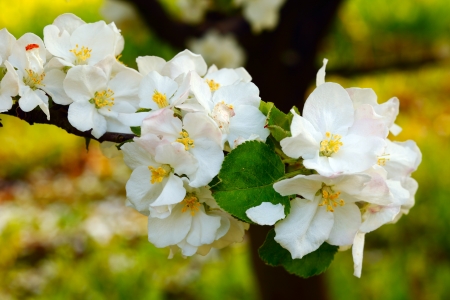 Close up of apple flowers in the warm evening sun, spring, by Beckingen, Saarland Germanyの写真素材