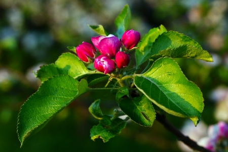 Close up of apple flowers in the warm evening sun, spring, by Beckingen, Saarland/Germanyの写真素材