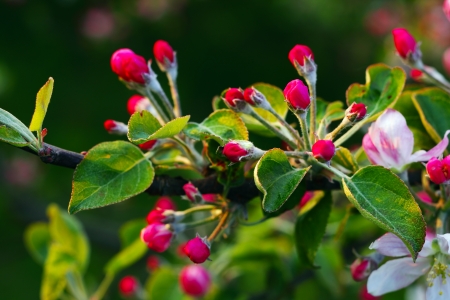 Close up of apple flowers in the warm evening sun, spring, by Beckingen, Saarland / Germanyの写真素材