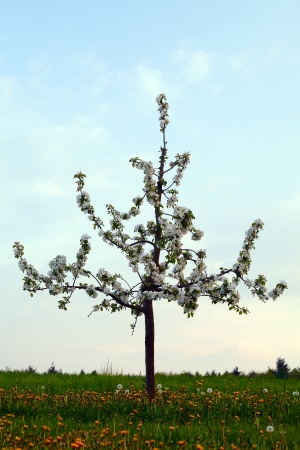 Lonely young apple tree with flowers on field, evening, spring, by Honzrath - Saarland / Germanyの写真素材