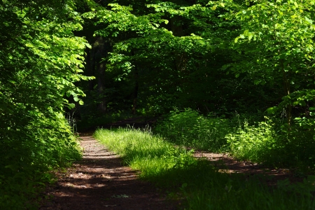 Dirt road in the mixed forest (beech, oak,spruce) in a sunny evening, spring, Saarland / Germanyの写真素材