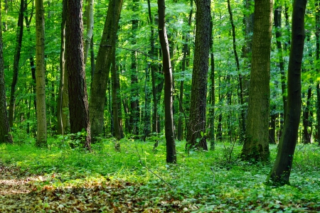 View of mixed forest(beech,oak,), evening warm sun, spring, Saarland / Germanyの写真素材