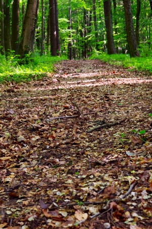 View of a dirt road in the mixed forest(beech,oak,), evening warm sun, spring, Saarland / Germanyの写真素材