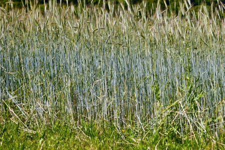 Field of rye in the warm evening sun, summer, by Honzrath, Saarland / Germanyの写真素材