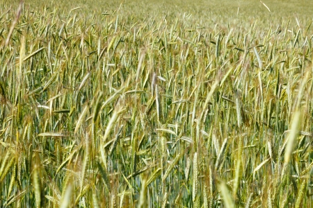 Field of rye in the warm evening sun, summer, by Honzrath, Saarland / Germanyの写真素材