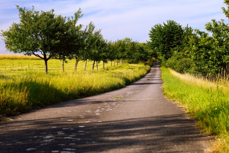 A fields asphalt road and apple orchard in the evening sun, summer, by Honzrath, Saarland/Germany,の写真素材