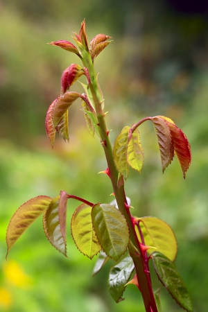 Close up of rose plant in a garden, autumn, Saarland Germanyの写真素材