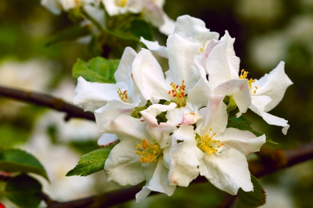 Close up of apple flowers in the warm evening sun, spring, by Beckingen, Saarland Germanyの写真素材