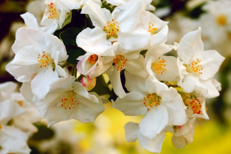 Close up of apple flowers in the warm evening sun, spring, by Beckingen, Saarland Germanyの写真素材