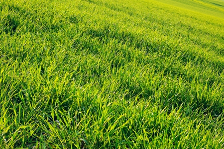 View of cornfield in the warm evening sun, spring, by Beckingen, Saarland   Germanyの写真素材