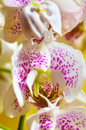 Close up of a orchid flower on yellow backgroundの写真素材