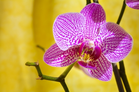 Close up of a orchid flower on yellow backgroundの写真素材