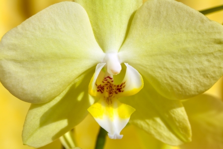 Close up of a orchid flower on yellow backgroundの写真素材