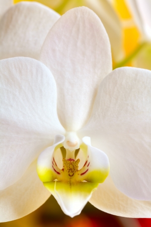 Close up of a orchid flower on yellow backgroundの写真素材