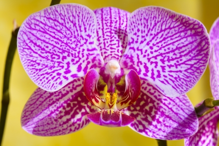 Close up of a orchid flower on yellow backgroundの写真素材