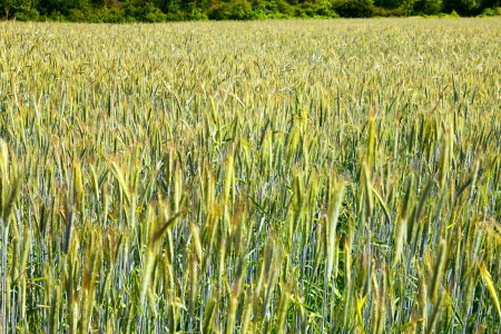 Field of rye in the warm evening sun, summer, by Honzrath, Saarland / Germanyの写真素材