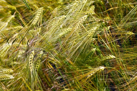 Field of barley in the warm evening sun, summer, by Honzrath, Saarland / Germanyの写真素材