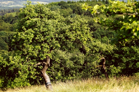 Lonely apple tree in a apple orchard, sunny evening, spring, by Honzrath, Saarland/Germanyの写真素材