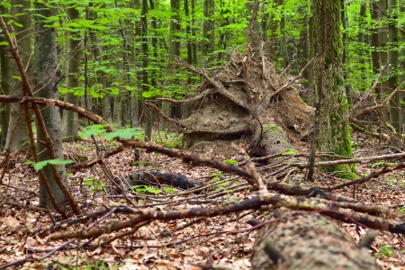 View of a spruce trunk with roots in the mixed forest (beech,oak,ash,spruce,pine), warm evening light, summer, by Beckingen - Saarland / Germany,の写真素材