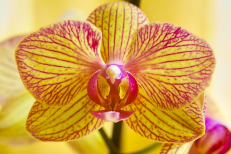 Close up of a orchid flower on yellow backgroundの写真素材