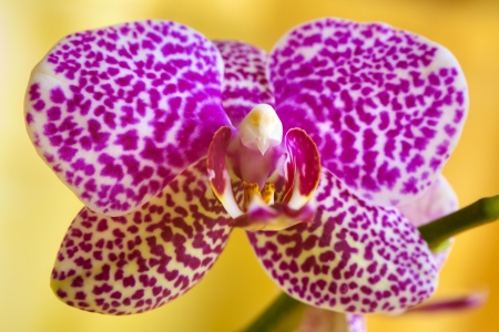 Close up of a orchid flower on yellow backgroundの写真素材