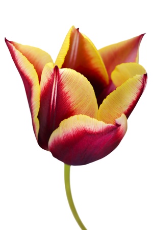 Close up of a tulip flower isolated on white backgroundの写真素材