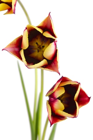 Close up of a tulip flower isolated on white backgroundの写真素材